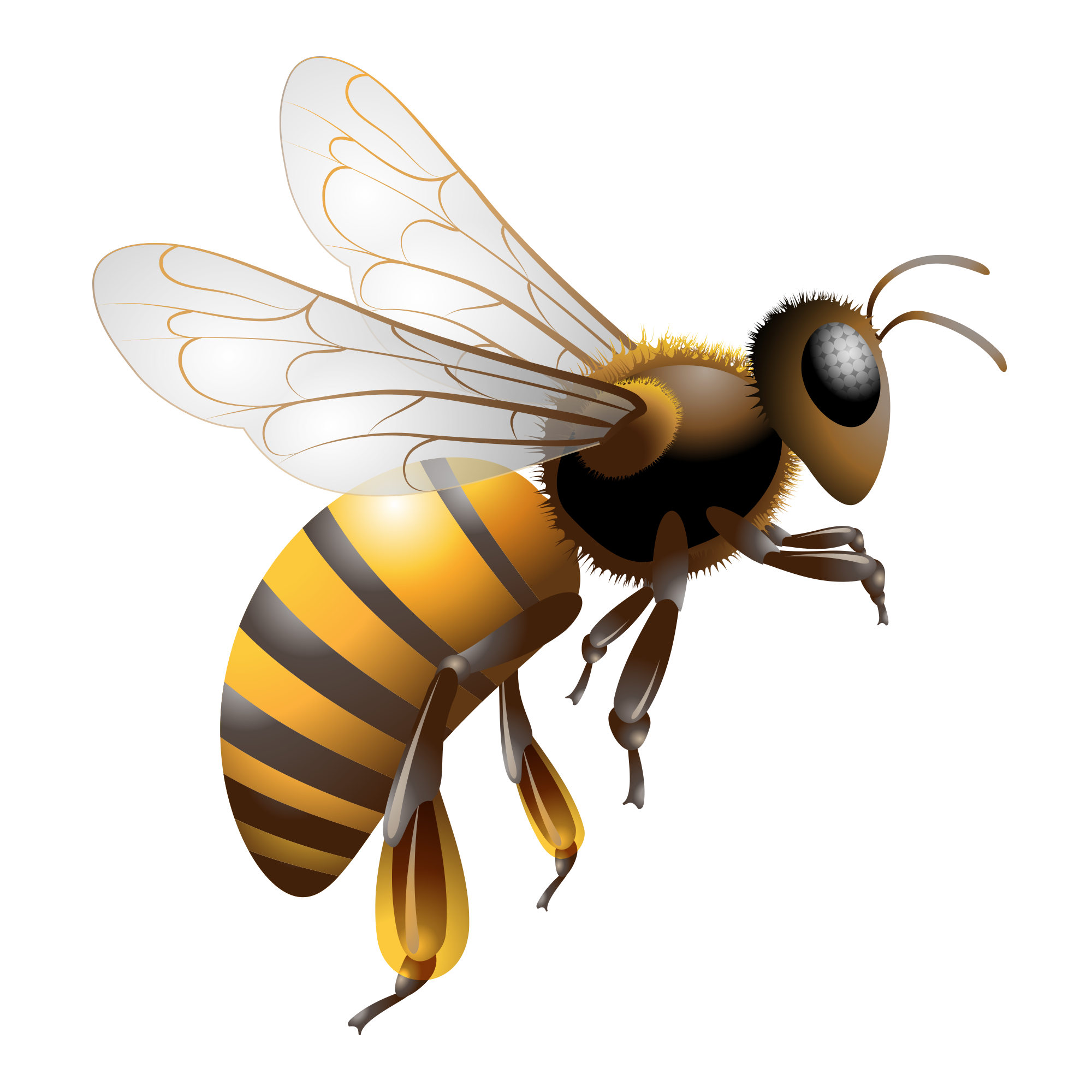 Bee